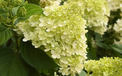 Limelight Hardy Hydrangea