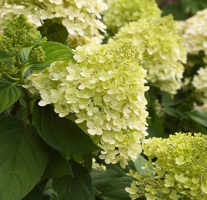 Limelight Hardy Hydrangea