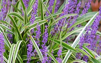 Variegated Lilyturf