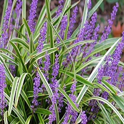 Variegated Lilyturf