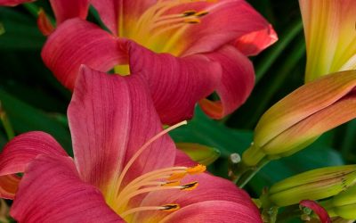 Little Business Dwarf Daylily