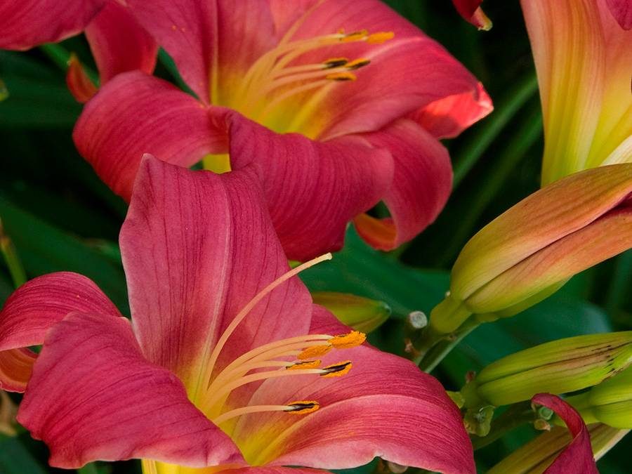 Little Business Dwarf Daylily