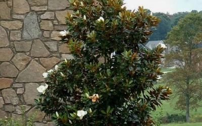 Little Gem Dwarf Southern Magnolia