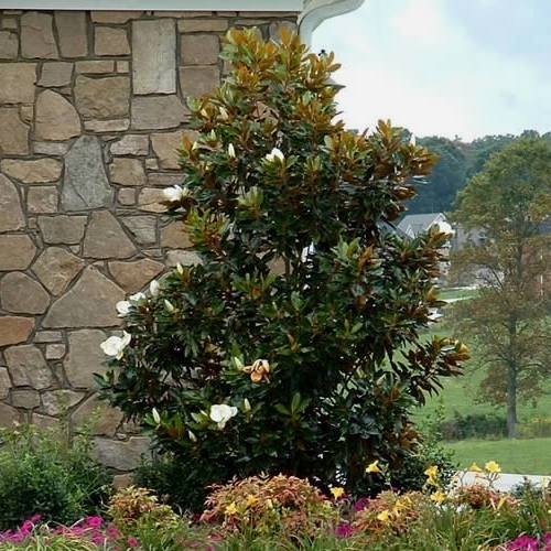 Little Gem Dwarf Southern Magnolia