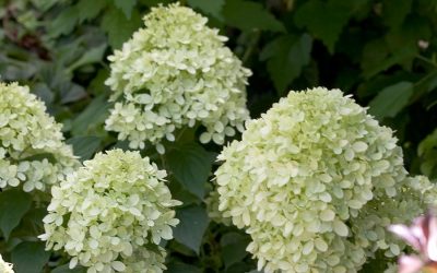 Little Lime™ Hardy Hydrangea