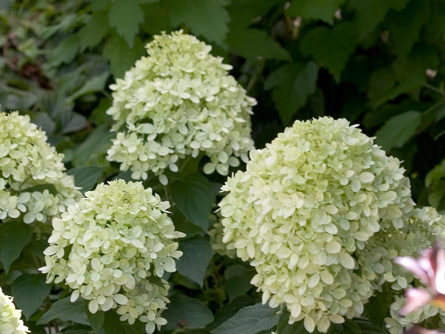 Little Lime™ Hardy Hydrangea