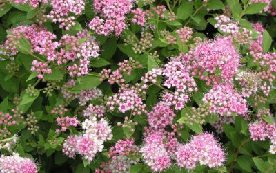 Little Princess Spirea