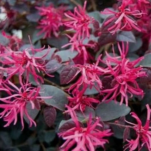 Pizazz® Loropetalum