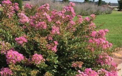 Princess Lyla™ Crape Myrtle