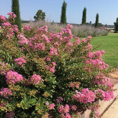 Princess Lyla™ Crape Myrtle