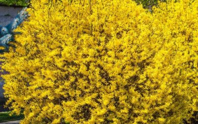 Lynwood Gold Forsythia