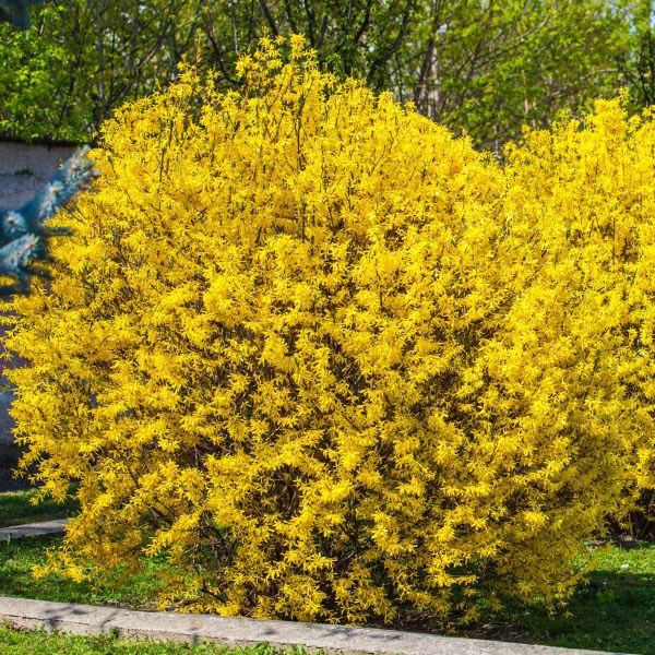 Lynwood Gold Forsythia