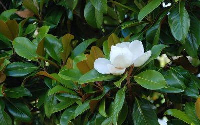 Southern Magnolia