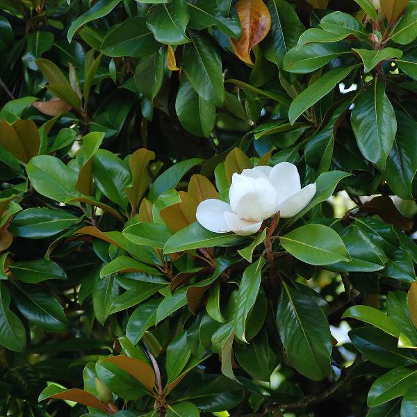 Southern Magnolia