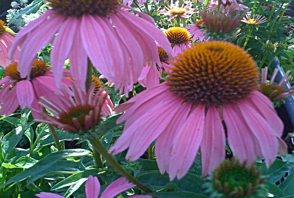 Magnus Purple Coneflower