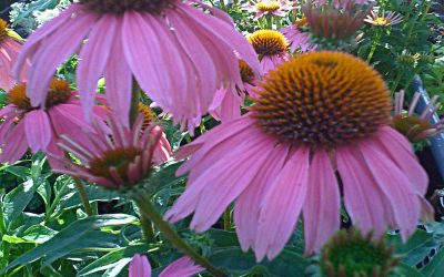 Magnus Purple Coneflower