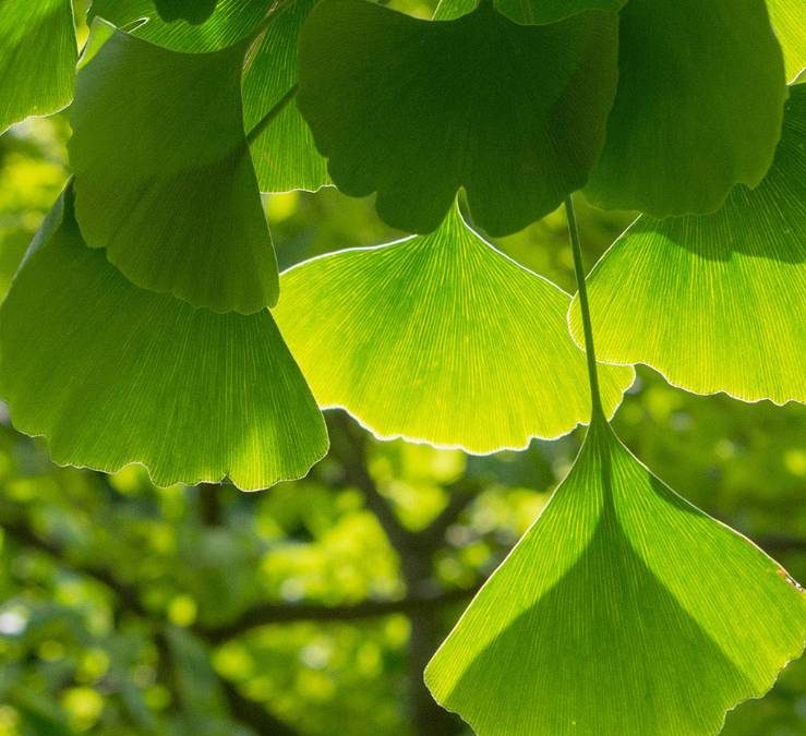 Maidenhair Tree