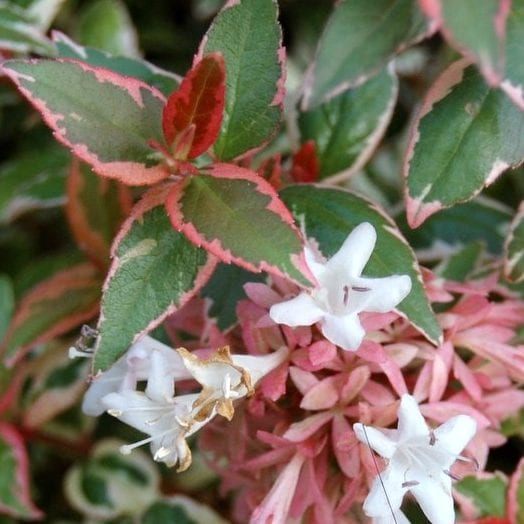 Mardi Gras Abelia