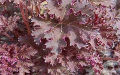 Melting Fire Coral Bells