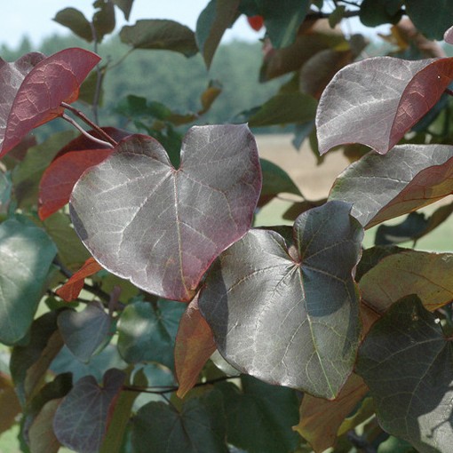 Merlot Redbud