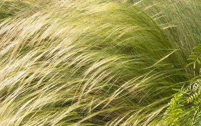 Mexican Feather Grass