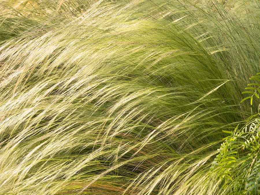 Mexican Feather Grass