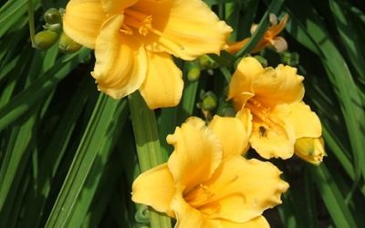 Mini Stella Daylily