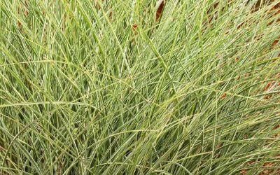 Morning Light Maiden Grass