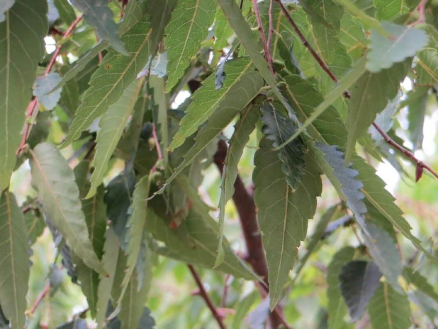 Musashino Columnar Zelkova