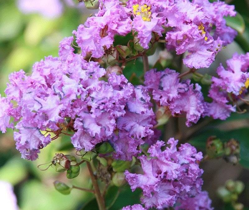 Muskogee Crape Myrtle