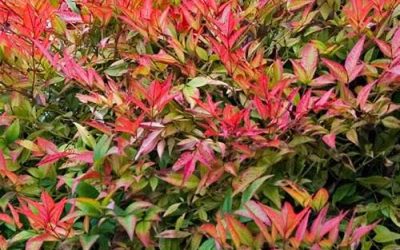 Dwarf Nandina