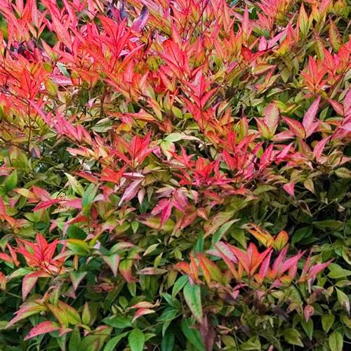 Dwarf Nandina