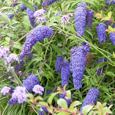 Nanho Blue Compact Butterfly Bush