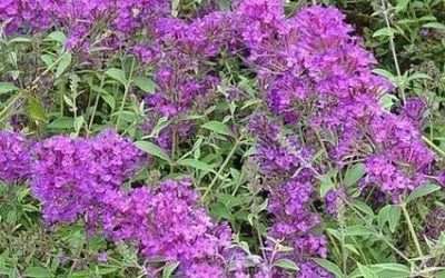 Nanho Purple Compact Butterfly Bush