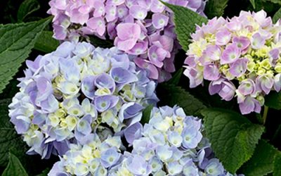 Nantucket Blue Hydrangea