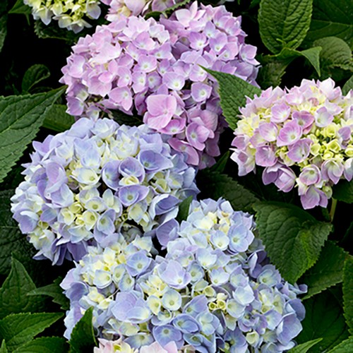 Nantucket Blue Hydrangea