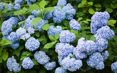 Nikko Blue Hydrangea