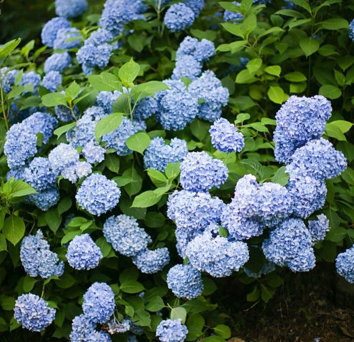 Nikko Blue Hydrangea