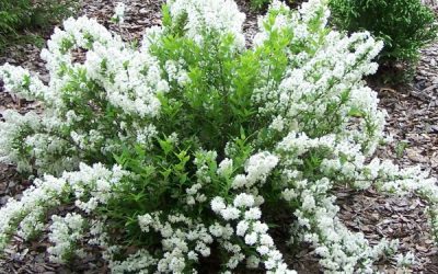 Nikko Slender Deutzia