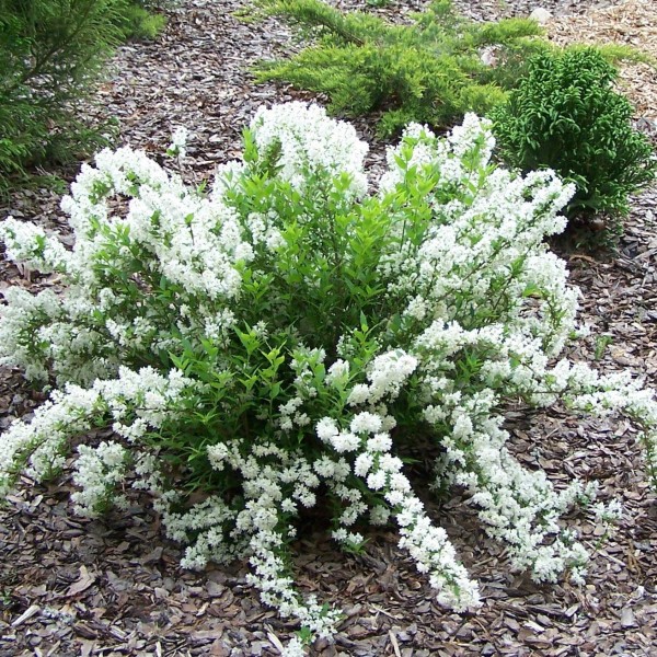 Nikko Slender Deutzia