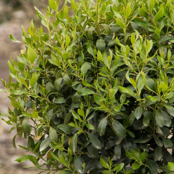 Nordic® Inkberry Holly