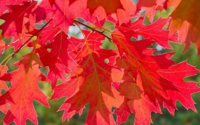 Northern Red Oak