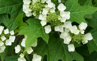 Oakleaf Hydrangea