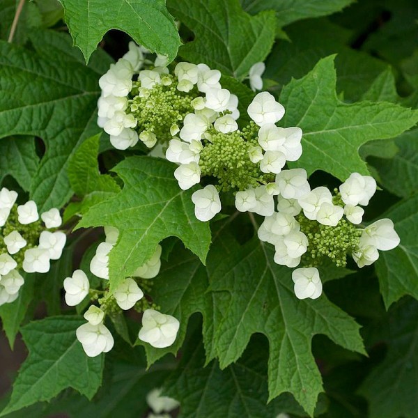 Oakleaf Hydrangea