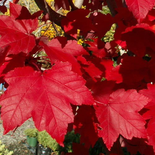 October Glory® Red Maple