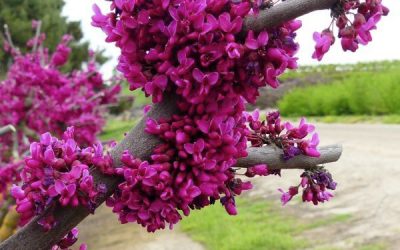 Oklahoma Redbud