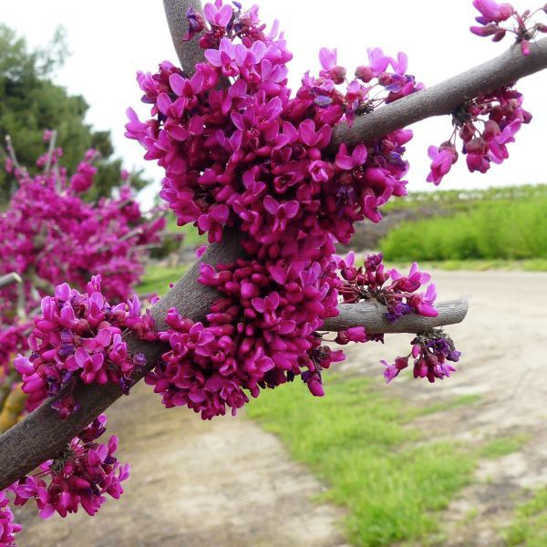 Oklahoma Redbud