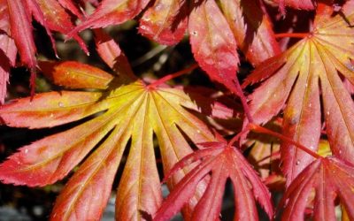 Oshio-Beni Japanese Maple