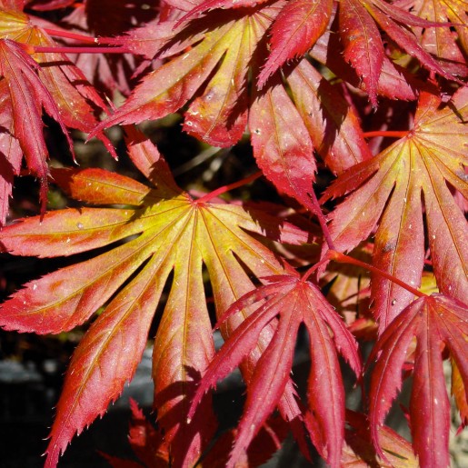 Oshio-Beni Japanese Maple