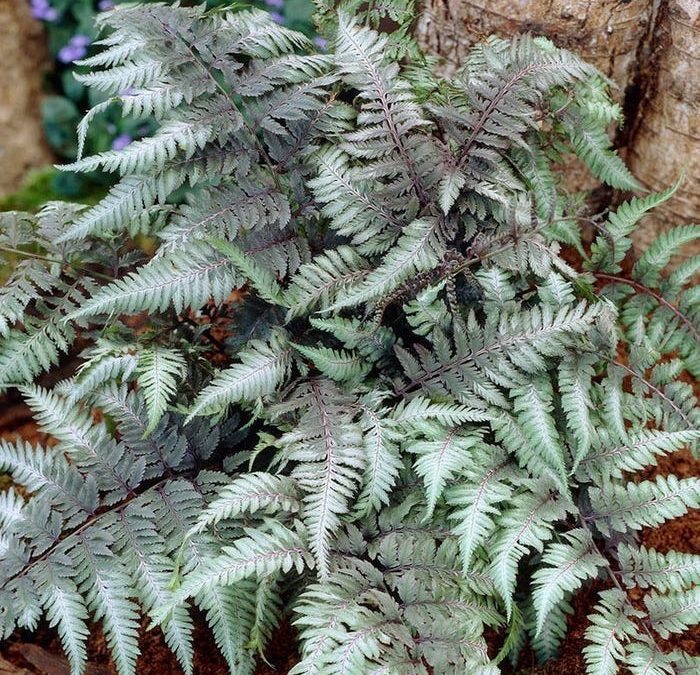 Japanese Painted Fern